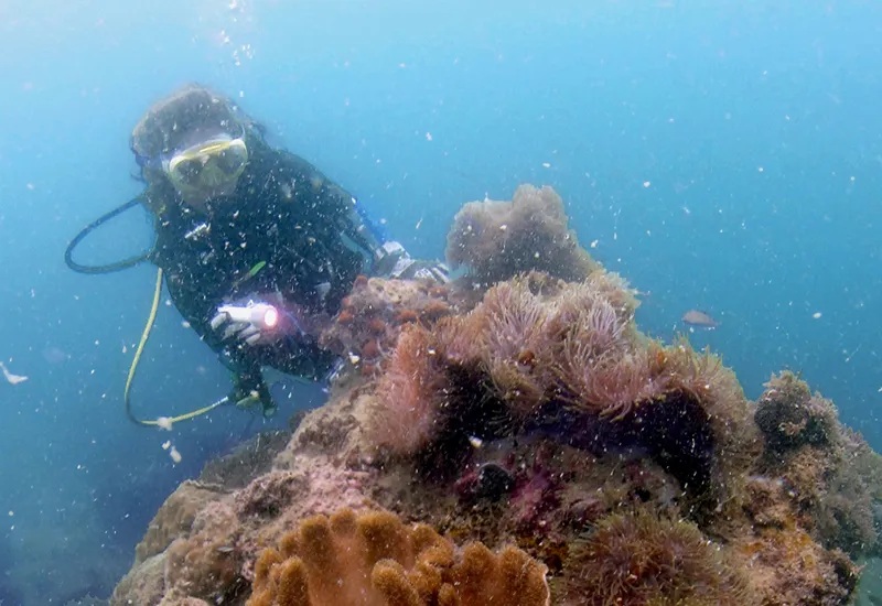 Activites diving